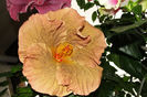 hibiscus Topaz Glory
