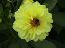 flori iulie 016