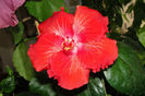 hibiscus Moorea Rita