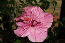 hibiscus Linda Pearl