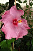 hibiscus Katlyn Jane