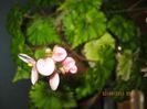 IMG_1578