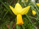 Narcissus Jetfire (2013, April 02)