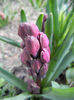 Hyacinth Woodstock (2013, April 02)