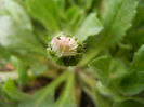 Bellis perennis (2013, April 02)