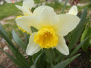 Narcissus Ice Follies (2013, April 02)