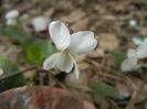 Sweet White Violet (2013, April 02)