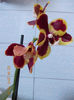 2 aprilie 2013-flori 054