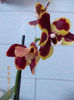 2 aprilie 2013-flori 053