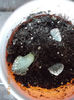 titanopsis calcarea