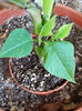 2 aprilie 2013-flori 088