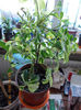 schefflera arboricola