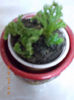 selaginella-strutisor
