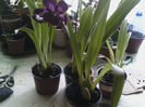 grup orhidee