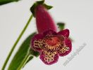 Kohleria Yfs Leah