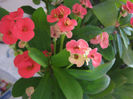 euphorbia milii
