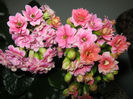 kalanchoe
