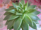 Echeveria