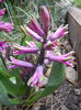 Hyacinth Amethyst (2013, April 03)