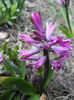 Hyacinth Amethyst (2013, April 03)