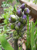 Hyacinth Isabelle (2013, April 03)