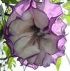 datura mov,multumesc Aurica