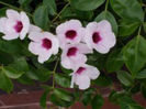 Pandorea-jasminoides-Rosea