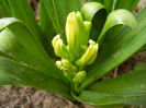 Hyacinth Yellow Queen (2013, April 03)