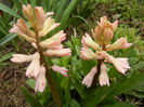 Hyacinth Fondant (2013, April 03)