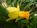 Narcissus Jetfire (2013, April 03)