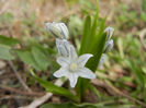 Puschkinia scilloides (2013, April 02)