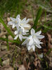 Puschkinia scilloides (2013, April 02)