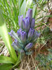 Hyacinth Peter Stuyvesant (2013, Apr.02)