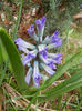 Hyacinth Peter Stuyvesant (2013, Apr.03)