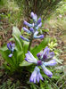 Hyacinth Blue Jacket (2013, April 03)