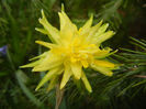 Daffodil Rip van Winkle (2013, April 03)