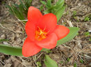 Tulipa Showwinner (2013, April 02)