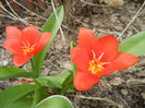 Tulipa Showwinner (2013, April 02)