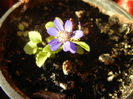 Pericallis x hybrida Blue (2013, April 01)