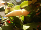 White Schlumbergera (2013, April 01)