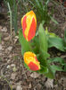 Tulipa Stresa (2013, April 02)
