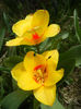 Tulipa Stresa (2013, April 02)