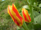 Tulipa Stresa (2013, April 03)