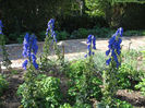 Aconitum carmichaelii