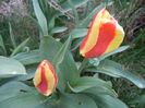 Tulipa Stresa (2013, April 03)