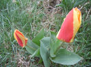 Tulipa Stresa (2013, April 03)