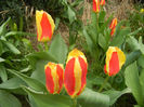 Tulipa Stresa (2013, April 03)