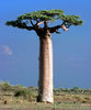 Adansonia za