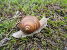 Garden Snail. Melc (2013, April 03)