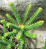 Agathosma gonaquensis